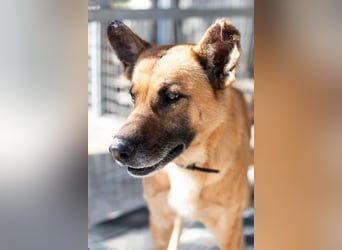 Wundervolle Schäferhundmix Hundeseele MATOUK sucht ein Zuhause