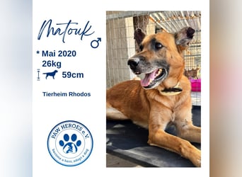 Wundervolle Schäferhundmix Hundeseele MATOUK sucht ein Zuhause