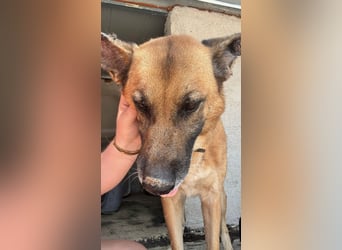 Wundervolle Schäferhundmix Hundeseele MATOUK sucht ein Zuhause