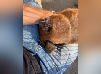 Wundervolle Schäferhundmix Hundeseele MATOUK sucht ein Zuhause