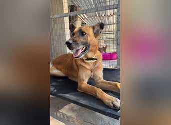 Wundervolle Schäferhundmix Hundeseele MATOUK sucht ein Zuhause