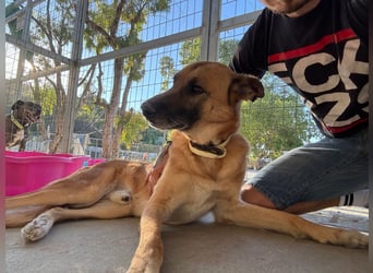 Wundervolle Schäferhundmix Hundeseele MATOUK sucht ein Zuhause