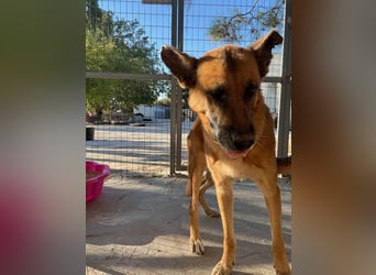 Wundervolle Schäferhundmix Hundeseele MATOUK sucht ein Zuhause