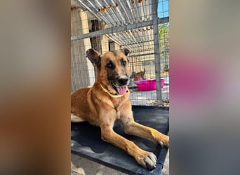 Wundervolle Schäferhundmix Hundeseele MATOUK sucht ein Zuhause