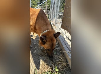 Wundervolle Schäferhundmix Hundeseele MATOUK sucht ein Zuhause
