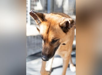 Wundervolle Schäferhundmix Hundeseele MATOUK sucht ein Zuhause