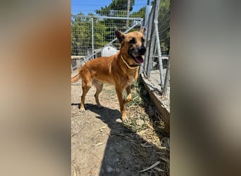 Wundervolle Schäferhundmix Hundeseele MATOUK sucht ein Zuhause