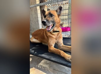 Wundervolle Schäferhundmix Hundeseele MATOUK sucht ein Zuhause