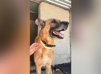 Wundervolle Schäferhundmix Hundeseele MATOUK sucht ein Zuhause