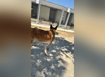 Wundervolle Schäferhundmix Hundeseele MATOUK sucht ein Zuhause