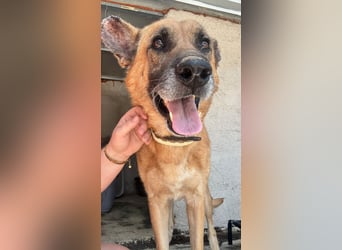 Wundervolle Schäferhundmix Hundeseele MATOUK sucht ein Zuhause
