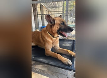Wundervolle Schäferhundmix Hundeseele MATOUK sucht ein Zuhause