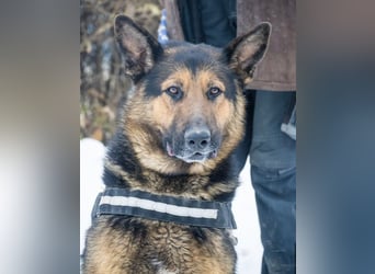 Viking SI- Stolzer Schäferhund sucht Familie mit Aufgabe