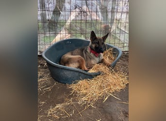 Ajax LM – aktive Schäferhündin sucht sportliches Zuhause 