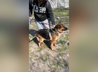 Lili LM – freundliche Schäferhündin sucht liebevolles Zuhause 