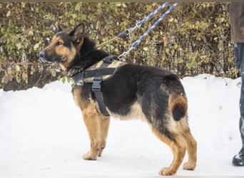 Viking SI- Stolzer Schäferhund sucht Familie mit Aufgabe