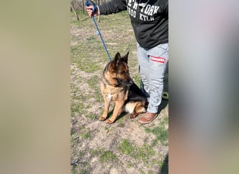 Lili LM – freundliche Schäferhündin sucht liebevolles Zuhause 