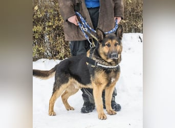 Viking SI- Stolzer Schäferhund sucht Familie mit Aufgabe