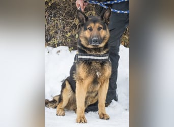 Viking SI- Stolzer Schäferhund sucht Familie mit Aufgabe
