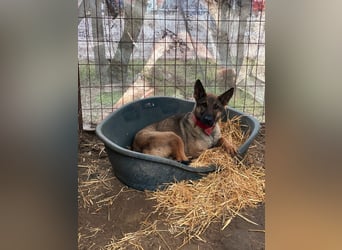 Ajax LM – aktive Schäferhündin sucht sportliches Zuhause 