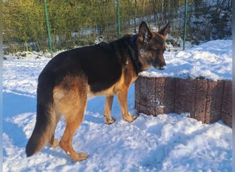 Bernadette – eine berührende Seele mit Herz, Stärke und feinem Schäferhund-Charakter