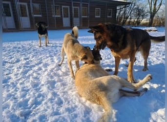 Bernadette – eine berührende Seele mit Herz, Stärke und feinem Schäferhund-Charakter