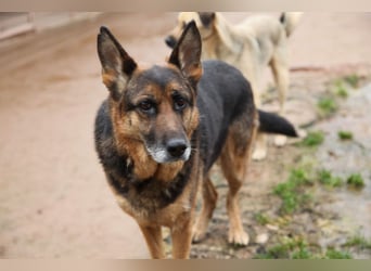 Bernadette – eine berührende Seele mit Herz, Stärke und feinem Schäferhund-Charakter