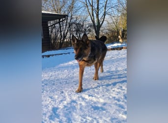 Bernadette – eine berührende Seele mit Herz, Stärke und feinem Schäferhund-Charakter