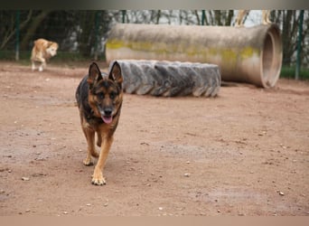 Bernadette – eine berührende Seele mit Herz, Stärke und feinem Schäferhund-Charakter