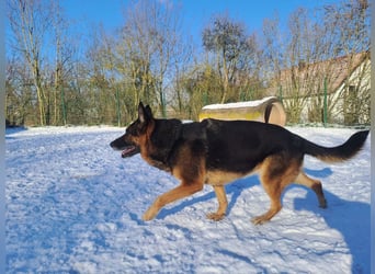 Bernadette – eine berührende Seele mit Herz, Stärke und feinem Schäferhund-Charakter