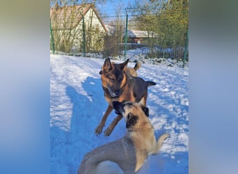 Bernadette – eine berührende Seele mit Herz, Stärke und feinem Schäferhund-Charakter