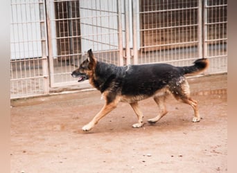 Bernadette – eine berührende Seele mit Herz, Stärke und feinem Schäferhund-Charakter