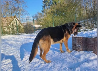 Bernadette – eine berührende Seele mit Herz, Stärke und feinem Schäferhund-Charakter