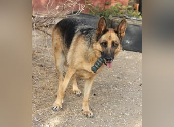 Herzenshund MARA sucht ihre Menschen