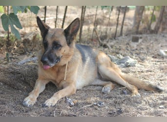 Herzenshund MARA sucht ihre Menschen