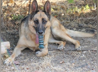 Herzenshund MARA sucht ihre Menschen