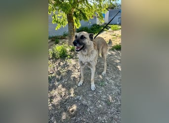 Ron, seit 2 Jahren unsichtbar im Tierheim