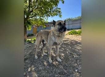 Ron, seit 2 Jahren unsichtbar im Tierheim