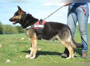 Lucas, ein loyaler Begleiter