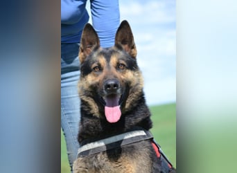 Lucas, ein loyaler Begleiter