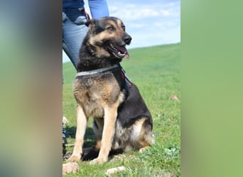 Lucas, ein loyaler Begleiter