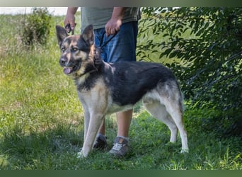 Blacky-SI – Schäferhund sucht Liebhaber!