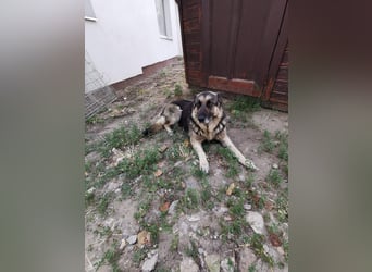 Jerry BE – Freundlicher Ex-Wachhund sucht Familienanschluss