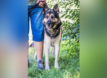 Blacky-SI – Schäferhund sucht Liebhaber!