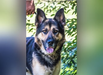 Blacky-SI – Schäferhund sucht Liebhaber!
