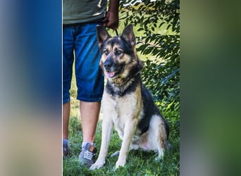 Blacky-SI – Schäferhund sucht Liebhaber!