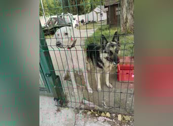 Jerry BE – Freundlicher Ex-Wachhund sucht Familienanschluss