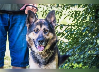 Blacky-SI – Schäferhund sucht Liebhaber!