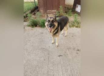 Jerry BE – Freundlicher Ex-Wachhund sucht Familienanschluss