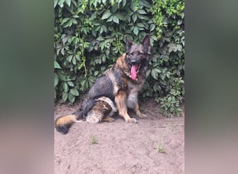 Lenia - treue Schäferhund-Dame (wartet in 92318)